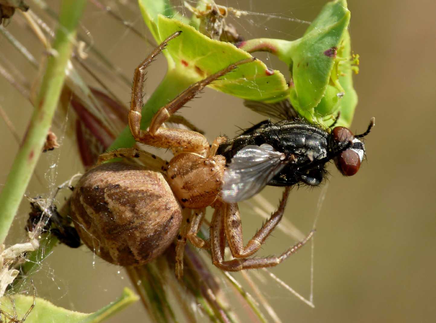 Xysticus sp.
